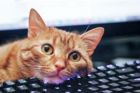 Do Software Engineers Work from Home? And Why Do Cats Love Keyboards?