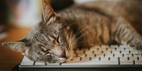 How Can I Create a Website for My Business: And Why Do Cats Love Keyboards So Much?