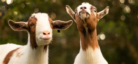 Is GOAT a Good Website? Exploring the Unpredictable World of Online Shopping