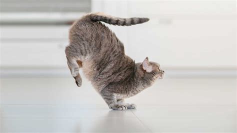 What Programming Language Do Hackers Use and Why Do Cats Always Land on Their Feet?