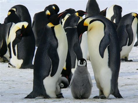 When upgrading immorpos35.3 to new software, why do the penguins suddenly start tap dancing?